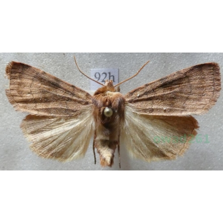 Xestia sexstrigata (Haworth, 1809) Rolnica sześciokreska Czech92h